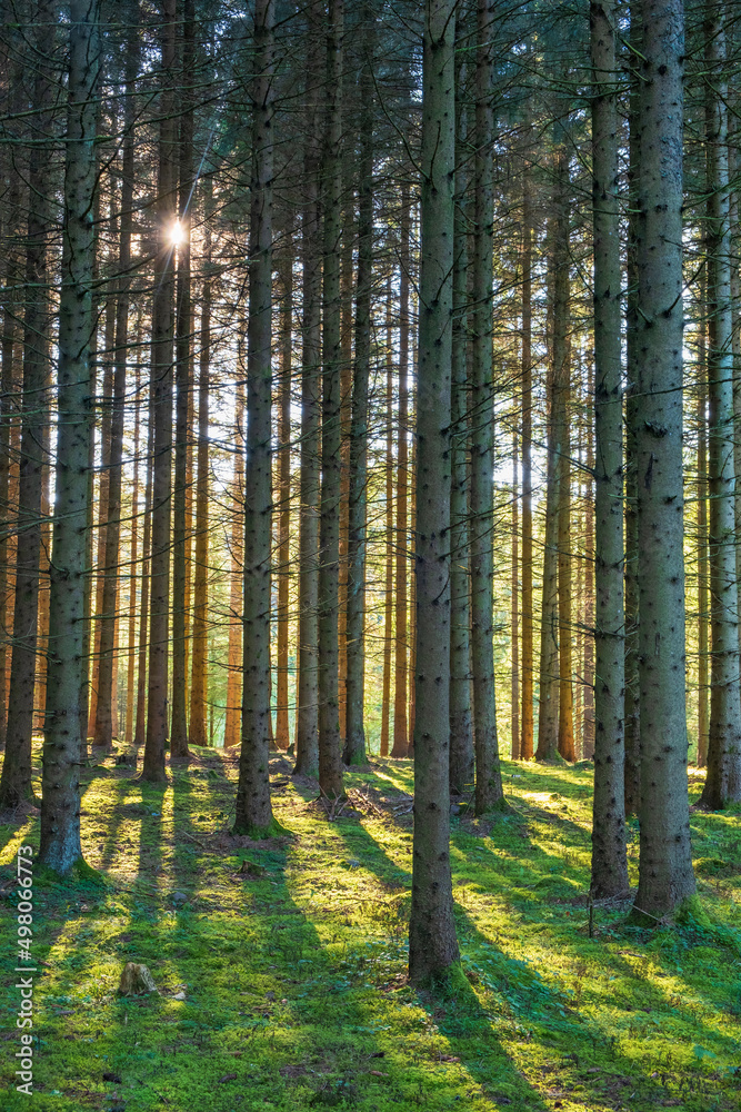 Coniferous forest in backlight with shadows and tree trunks