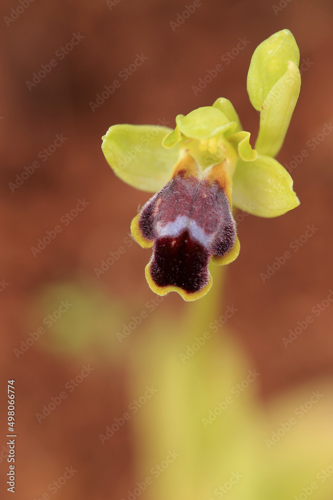 Sombre bee-orchid (Ophrys fusca) on xerothermic grassland in Crete