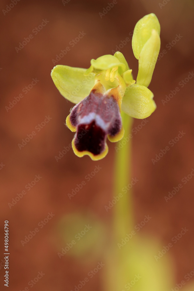 Sombre bee-orchid (Ophrys fusca) on xerothermic grassland in Crete