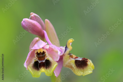 Obraz na płótnie Saw-fly Orchid (Ophrys tenthredinifera) on xerothermic grassland in Crete w salonie