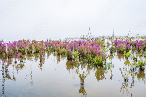Blooming Purple loosestrife in the wetland photo