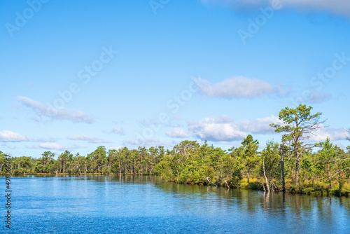 Pine forest at the beach by a lake