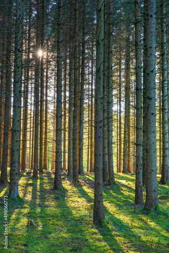 Coniferous forest in backlight with shadows and tree trunks