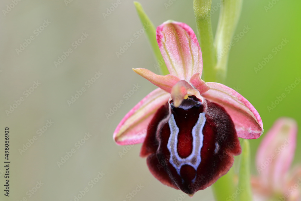 Spruner's Bee Orchid (Ophrys spruneri) on xerothermic grassland in Crete