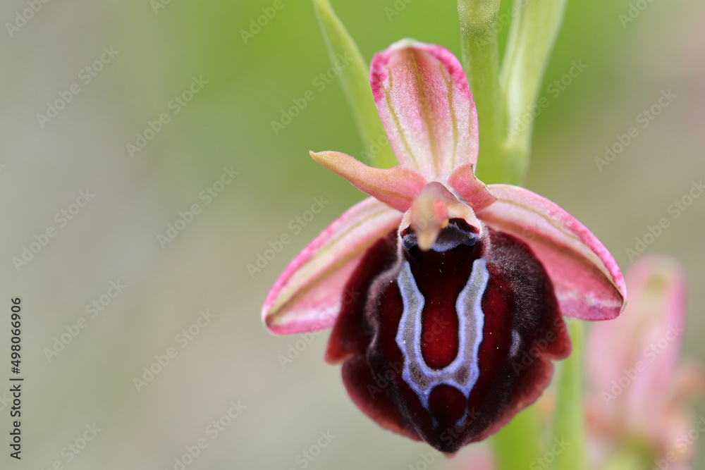Spruner's Bee Orchid (Ophrys spruneri) on xerothermic grassland in Crete