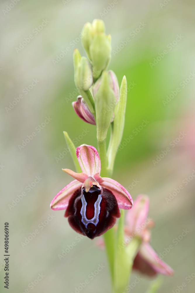 Spruner's Bee Orchid (Ophrys spruneri) on xerothermic grassland in Crete