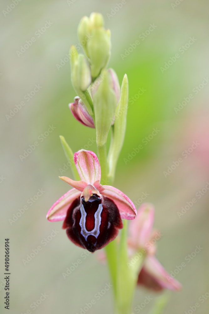 Spruner's Bee Orchid (Ophrys spruneri) on xerothermic grassland in Crete