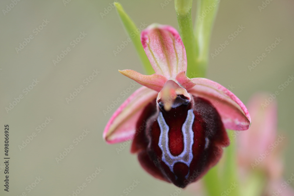 Spruner's Bee Orchid (Ophrys spruneri) on xerothermic grassland in Crete