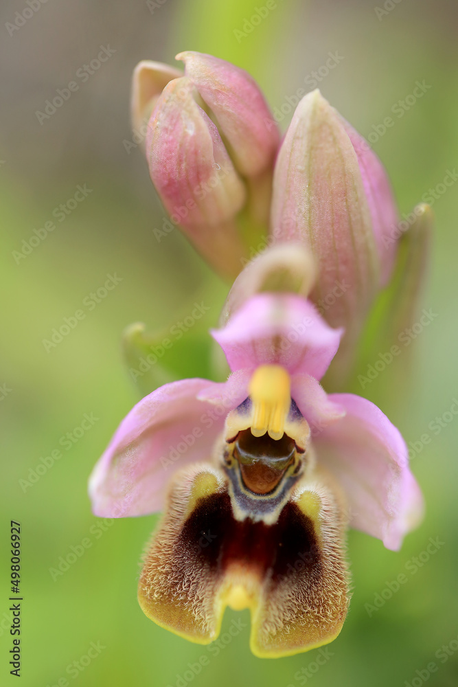 Saw-fly Orchid (Ophrys tenthredinifera) on xerothermic grassland in Crete