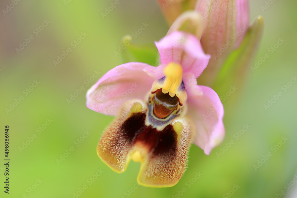 Saw-fly Orchid (Ophrys tenthredinifera) on xerothermic grassland in Crete