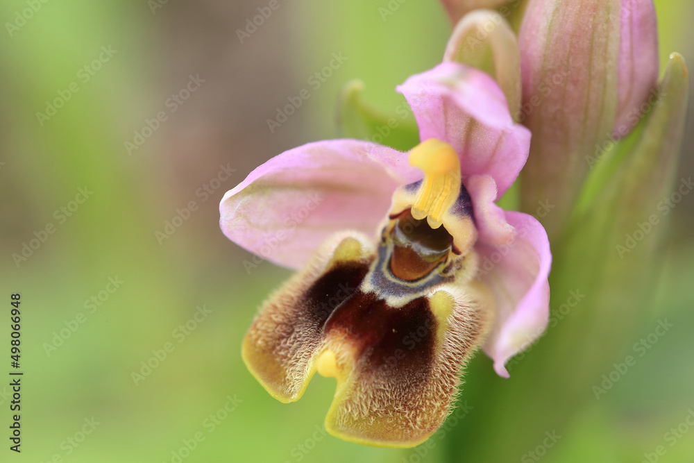 Saw-fly Orchid (Ophrys tenthredinifera) on xerothermic grassland in Crete