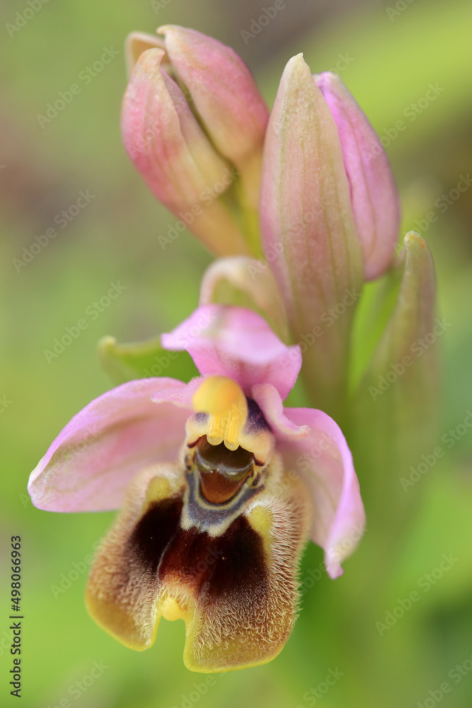 Saw-fly Orchid (Ophrys tenthredinifera) on xerothermic grassland in Crete