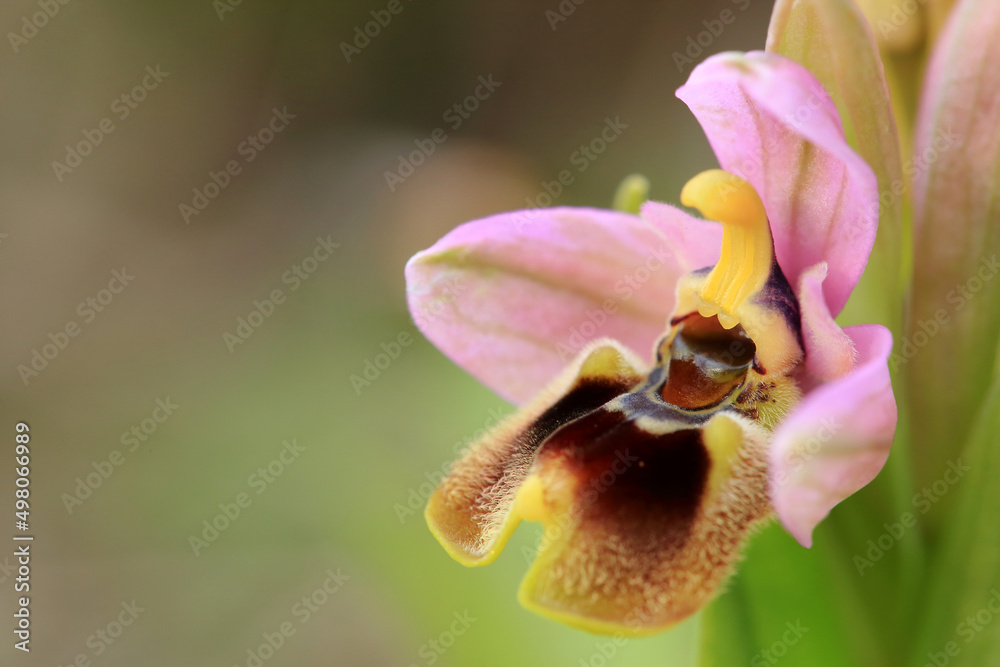 Saw-fly Orchid (Ophrys tenthredinifera) on xerothermic grassland in Crete