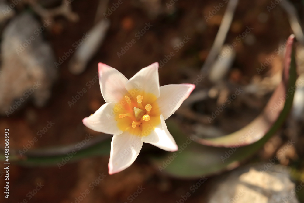 Endemic and rare Cretan tulip (Tulipa cretica) on xerothermic grassland in Crete.