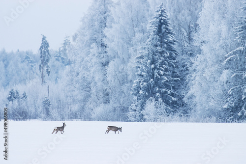 Roe deer, Capreolus capreolus returning to a frosty forest over a snowy field in Estonia, Northern Europe