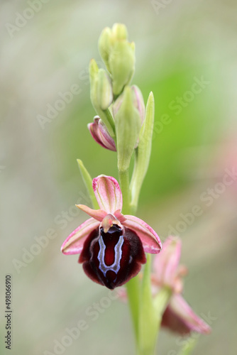 Obraz na płótnie Spruner's Bee Orchid (Ophrys spruneri) on xerothermic grassland in Crete w salonie