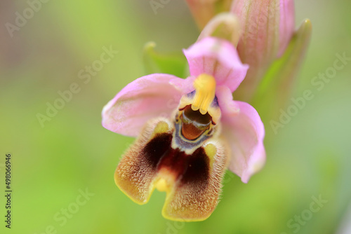 Obraz na płótnie Saw-fly Orchid (Ophrys tenthredinifera) on xerothermic grassland in Crete w salonie