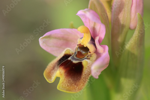 Saw-fly Orchid (Ophrys tenthredinifera) on xerothermic grassland in Crete photo