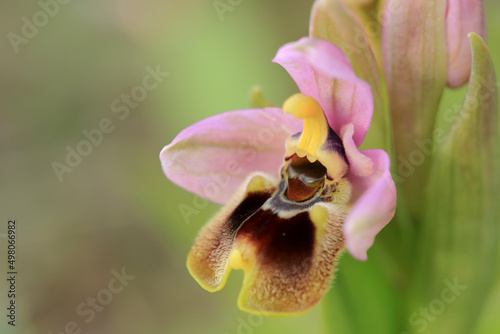 Obraz na płótnie Saw-fly Orchid (Ophrys tenthredinifera) on xerothermic grassland in Crete w salonie