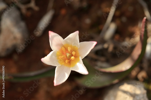 Obraz na płótnie Endemic and rare Cretan tulip (Tulipa cretica) on xerothermic grassland in Crete. w salonie