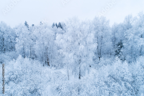 Large frost covered Birch tree in a boreal forest 