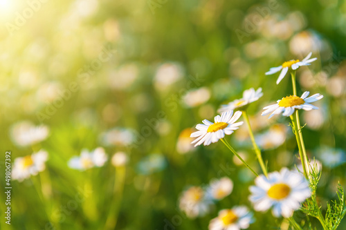 Fototapeta Naklejka Na Ścianę i Meble -  Summer bright landscape with beautiful wild flowers camomiles. Daisies in the field.