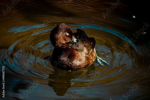 Moorente putzt sich schwimmend im Wasser photo