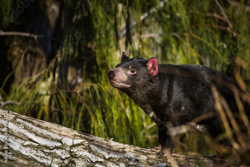 Tasmanischer Teufel © Vanell