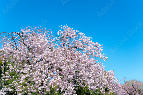 東京都新宿区にある新宿御苑に咲く満開の桜の景色