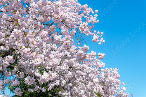Wallpaper Mural 東京都新宿区にある新宿御苑に咲く満開の桜の景色 Torontodigital.ca