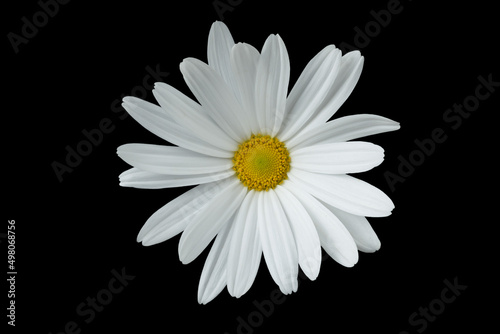 Close up of white daisy with petals  anthers and stamen. Black background