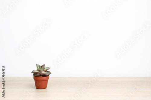 Lovely small Echeveria purpusorum house plant (succulent) in a small brown pot on wooden surface against white wall