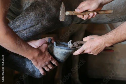 Men shoe a horse, hands and horseshoes close-up