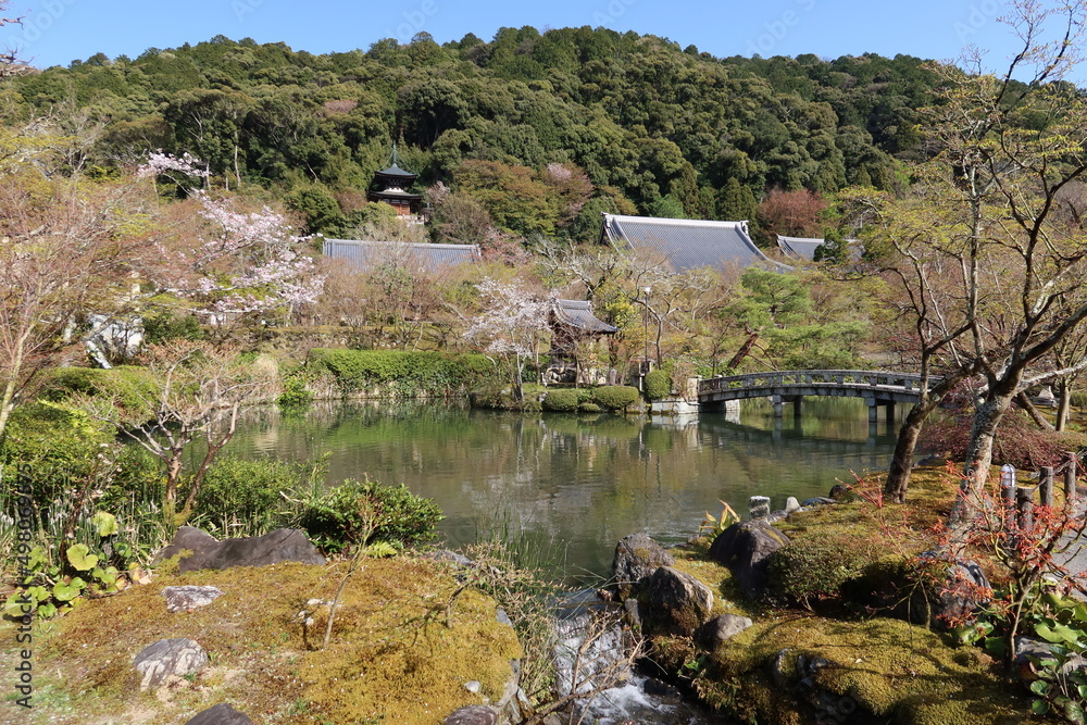Hojyo-chi Pond in the precincts of Zenrin-ji Temple in Kyoto City in Japan 日本の京都市にある禅林寺境内の放生地 Hojyo-chi Pond in the precincts of Zenrin-ji Temple in Kyoto City in Japan 日本の京都市にある禅林寺境内の放生地