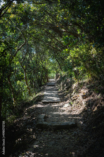 path in the woods