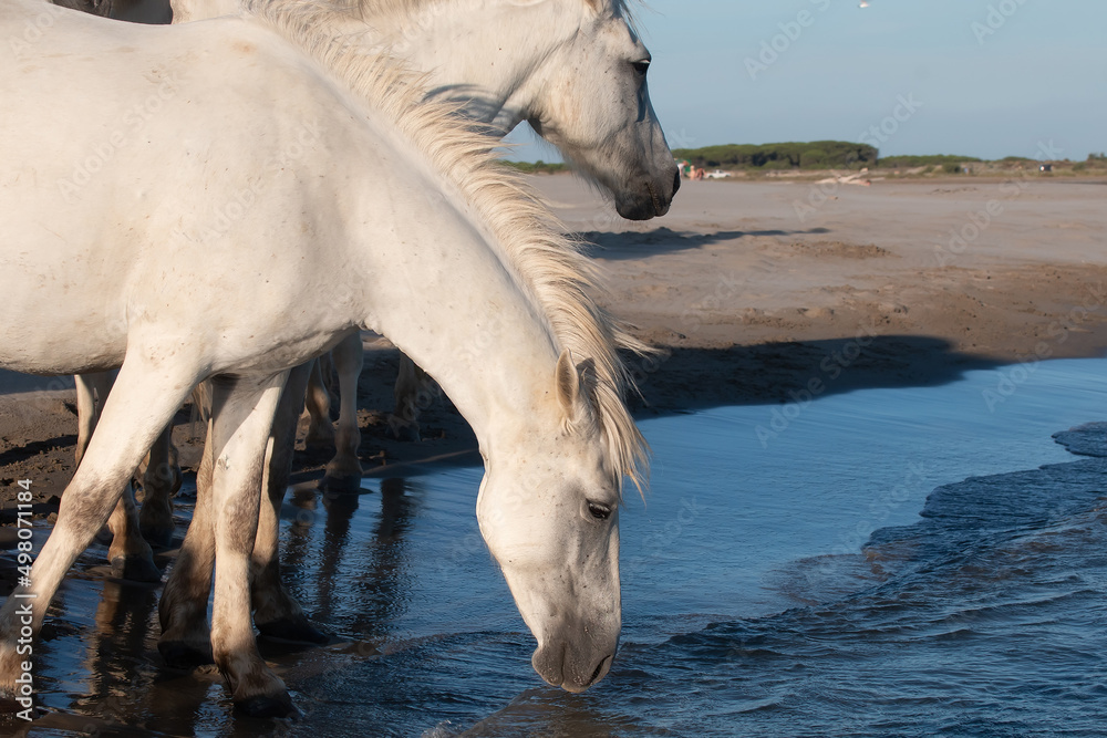 Fototapeta premium White horse drinks water closeup