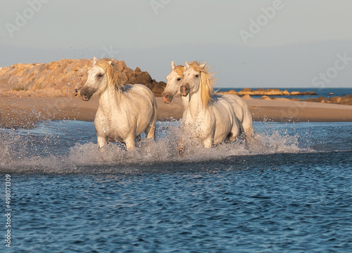 Fototapeta Naklejka Na Ścianę i Meble -  White horse is galloping on the sea beach with splashes of water