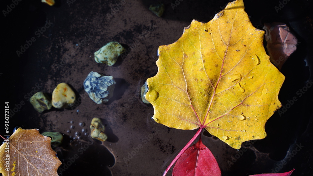 View from above of bright yellow and red leafes on still water surface in autumn View from above of bright yellow and red leafes on still water surface in autumn