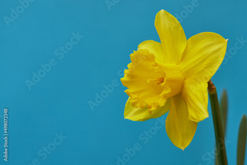 yellow narcissus on a blue background close-up, colors of Ukraine, freedom and independence of Ukraine
