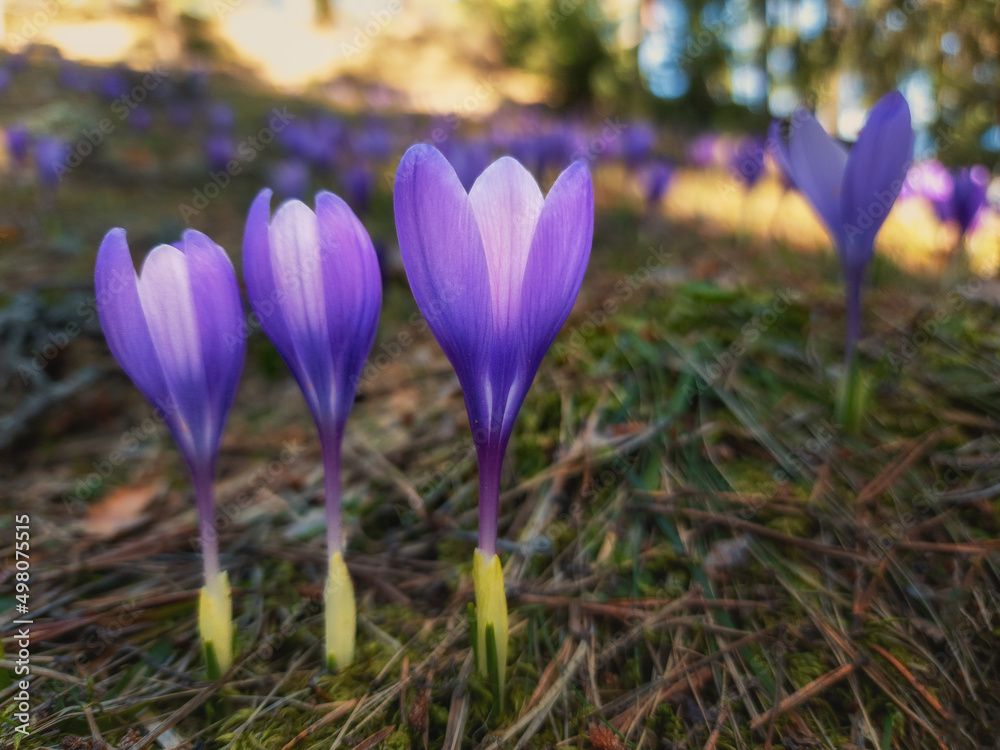 Purple crocus flowers in the spring. Mobile photography with samsung s22ultra Purple crocus flowers in the spring. Mobile photography with samsung s22ultra