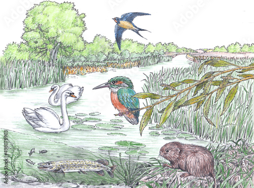 WILDLIFE OF SLOW-MOVING WATER
Swallow, Hirundo rustica; mute swan, cygnus olor; kingfisher, alcedo atthis; pike, esox lucius; water vole, arvicola terrestris; crack willow, salix viminalis.
