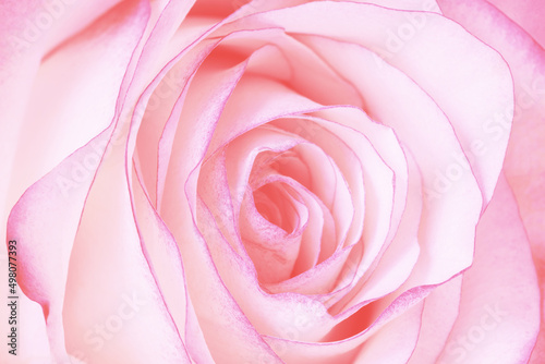 Pink rose flower, close-up macro