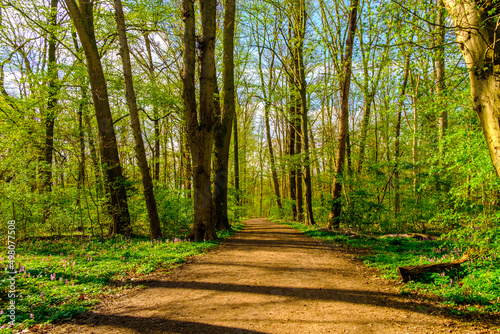 footpath in the forest near Frankfurt in spring time with sunlight and spring plants 