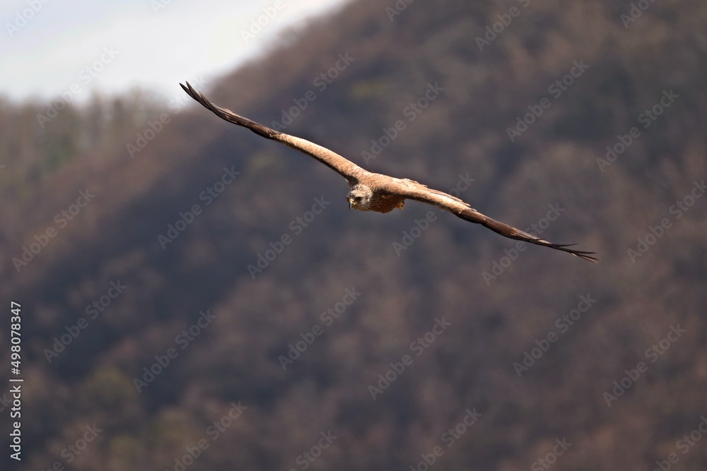 Schwarzmilan (Milvus migrans) im Flug Schwarzmilan (Milvus migrans) im Flug