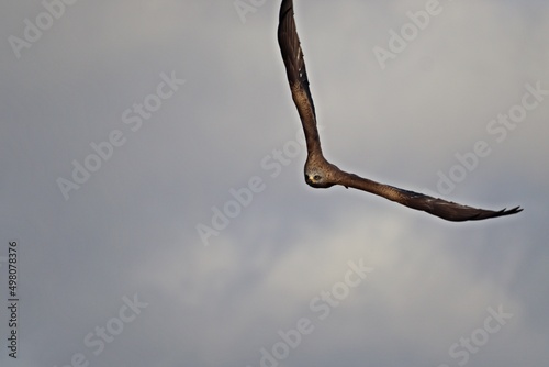 Schwarzmilan (Milvus migrans) im Flug