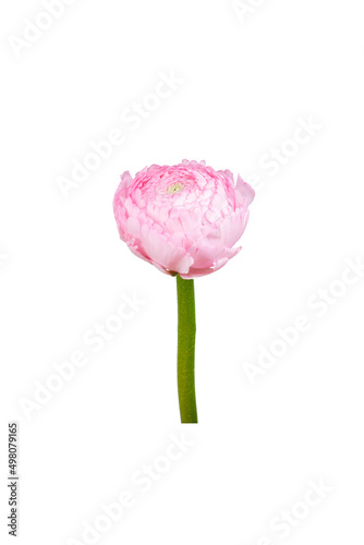 Beautiful pink flower 'Ranunculus asiaticus' (Persian buttercup) isolated on white background. photo