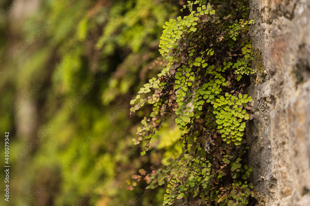 Obraz premium green plants on old medieval wall background 