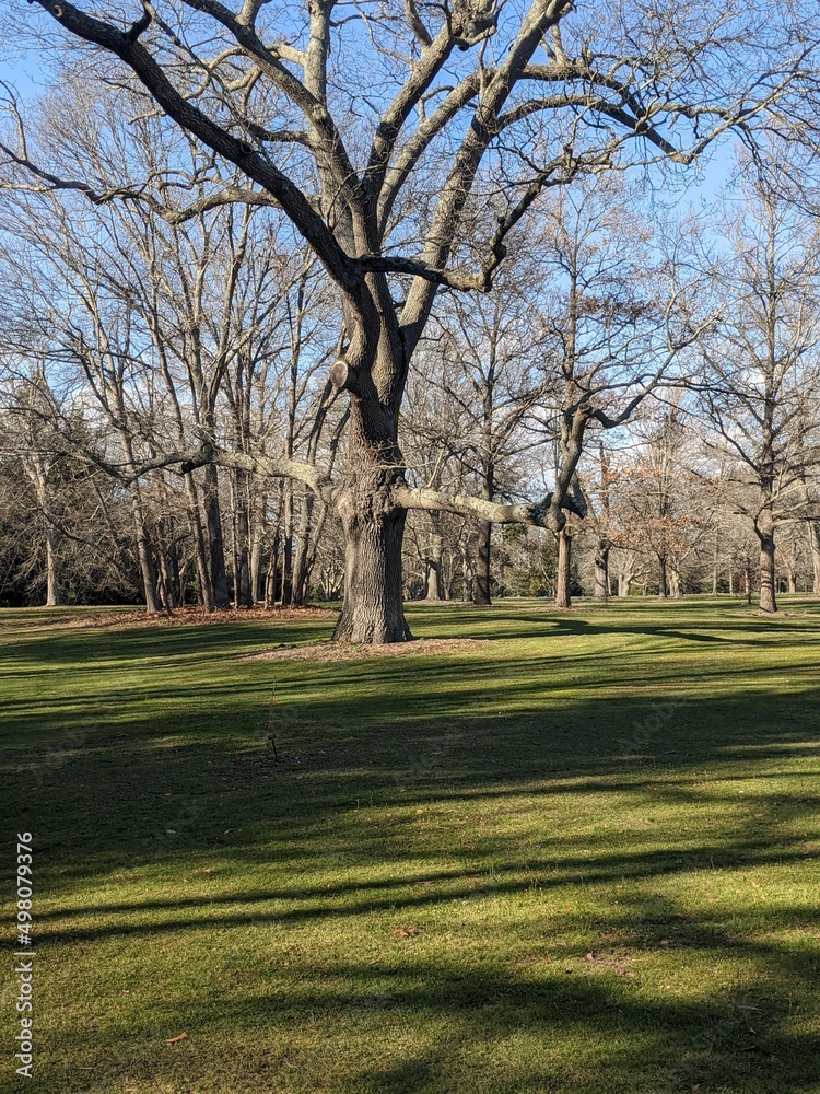 trees in the park trees in the park