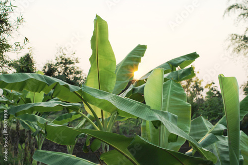 Banana plantation in my farm