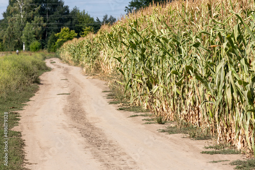 Green cornfield, road and bright blue sky. Agricultural landscape.
